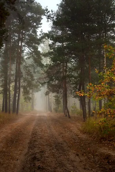 Лес Октябрьское радиополе фото