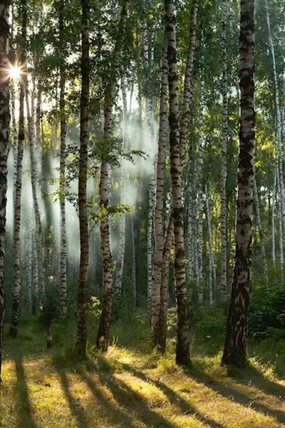 Летний лес