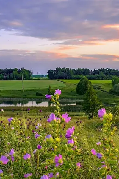 Летний лес Лужского района