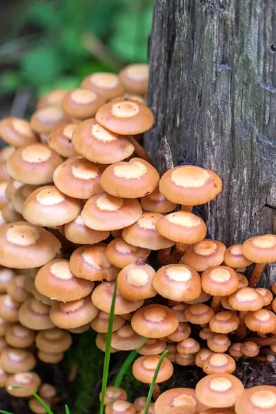 Летний опенок Kuehneromyces mutabilis