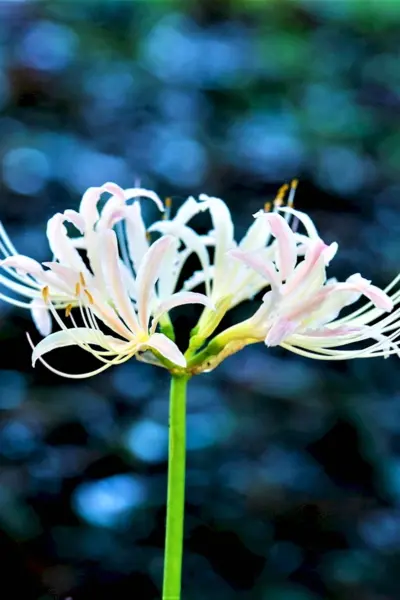 Ликорис Лучистый Lycoris Radiata