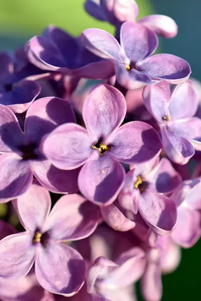 Лилак цветы