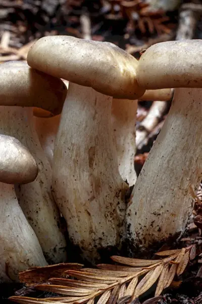 Лиофиллум скученный Lyophyllum decastes