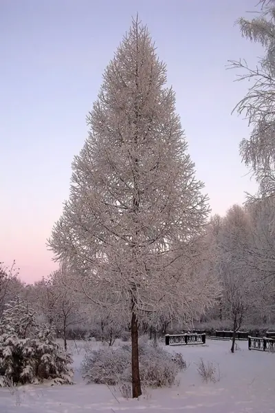 Лиственница Сибирская Larix sibirica