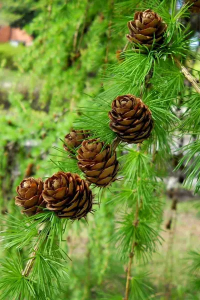 Лиственница Сибирская Larix sibirica