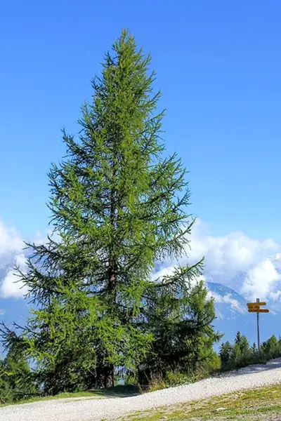 Лиственница Сибирская Larix sibirica
