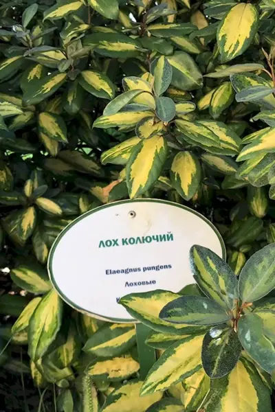 Лох колючий Вариегата
