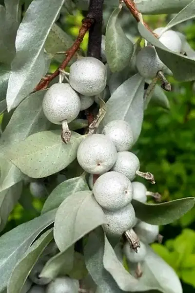 Лох серебристый Elaeagnus commutata