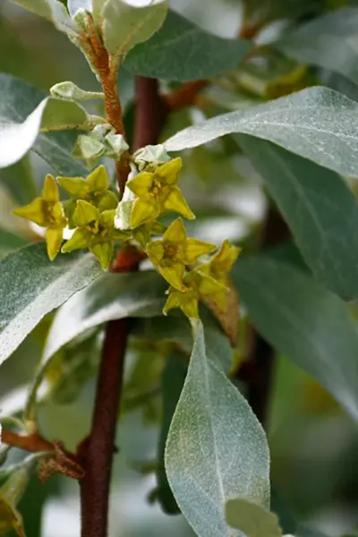 Лох серебристый Elaeagnus commutata