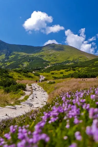 Луга Дагестана Альпийские Дагестана