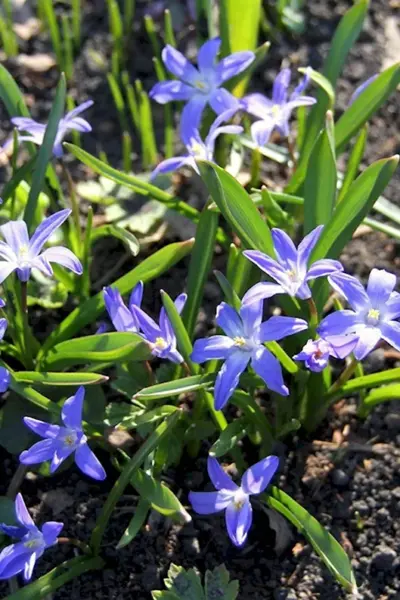 Луковичные многолетники первоцветы