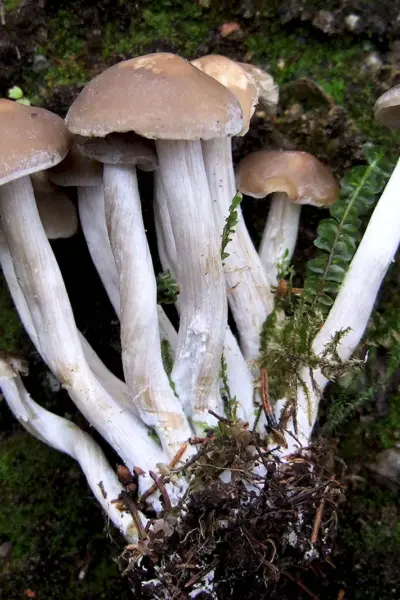 Lyophyllum fumosum