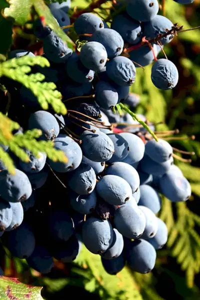 Mahonia bealei