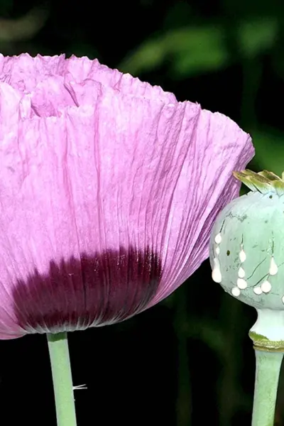 Мак Papaver somniferum