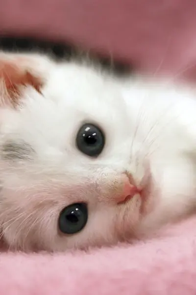 Маленькие котики