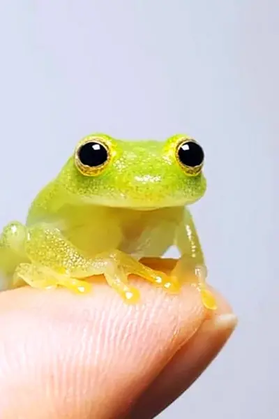 Маленькие жабки