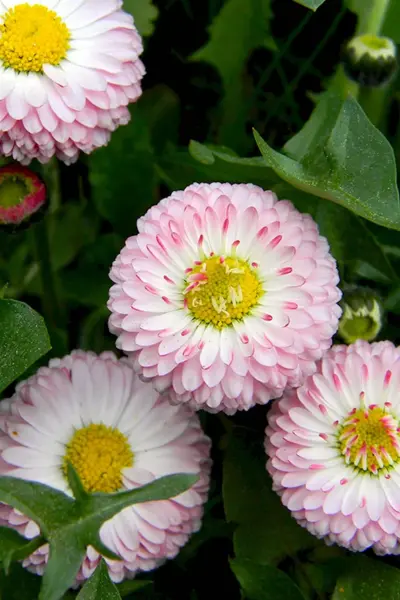 Маргаритка многолетняя Bellis perennis