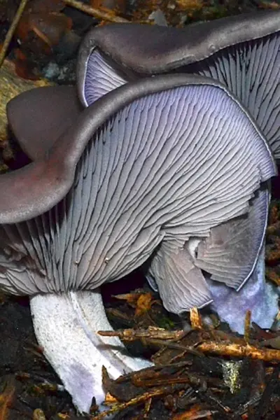 Марки Block Танзания леписта фиолетовая Lepista nuda Tricholoma nudum