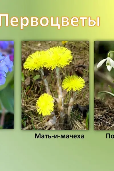 Мать-и-мачеха и Медуница