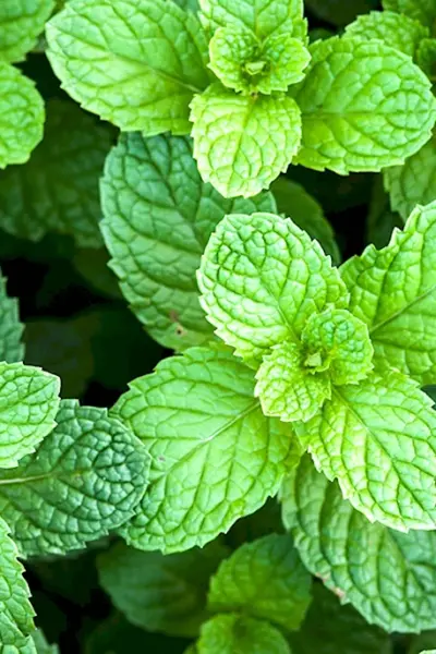 Мята перечная Mentha piperita