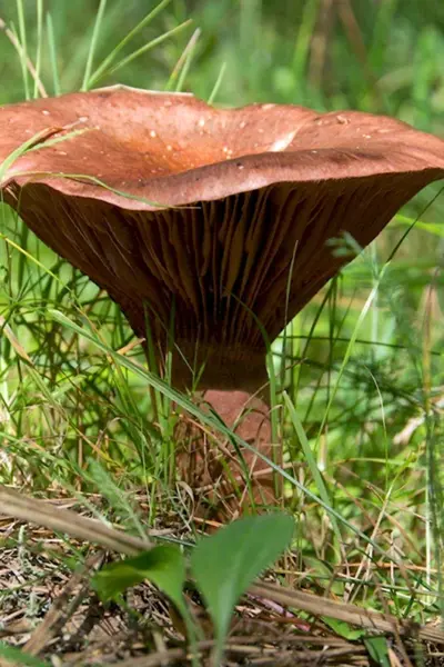 Мокруха пурпуровая Chroogomphus rutilus