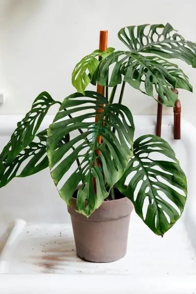 Монстера Адансона Monstera adansonii