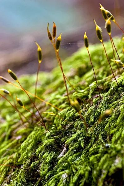 Moss sporophyte