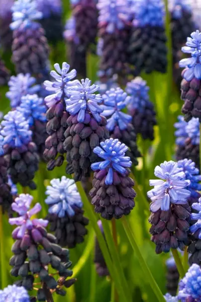 Мускари latifolium