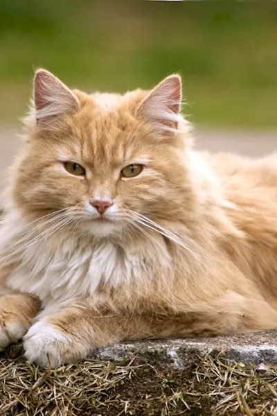 Норвежский Лесной кот