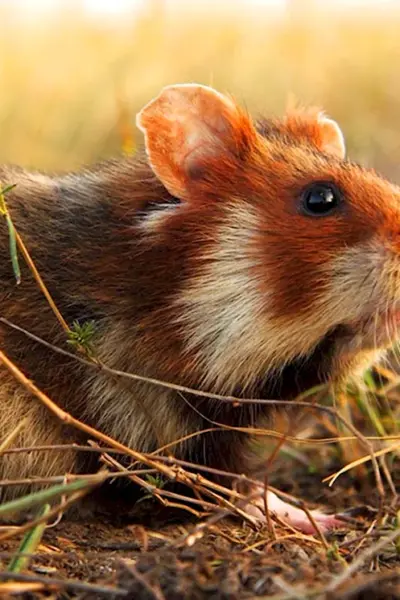 Обыкновенный хомяк Cricetus Cricetus