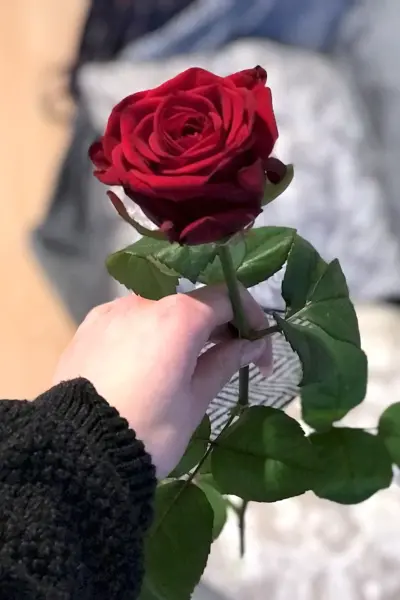 Один красивый цветок фото