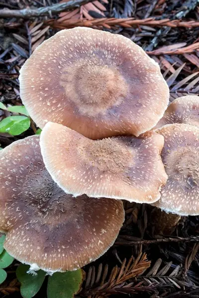 Опенок горчичный Armillaria sinapina