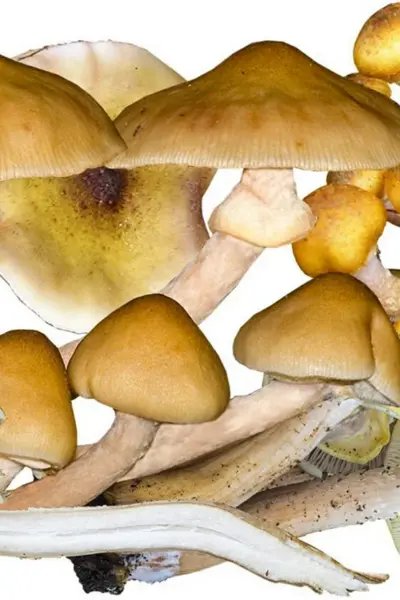 Опёнок осенний медовый Armillaria mellea