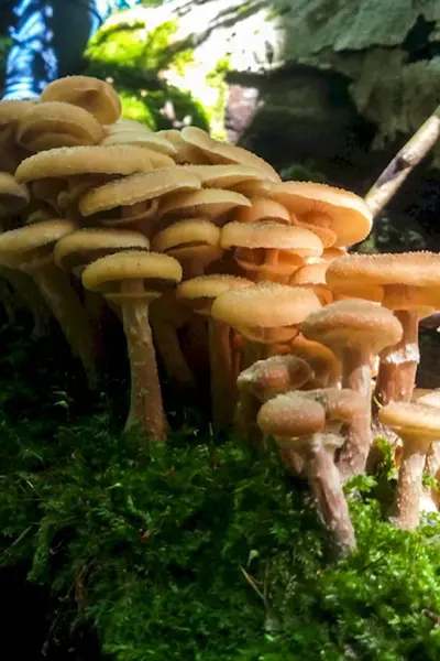 Опенок темный Armillaria ostoyae