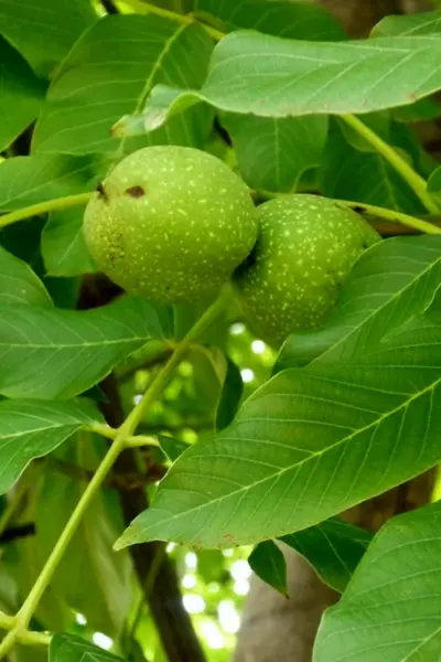 Орех грецкий Juglans Regia листья