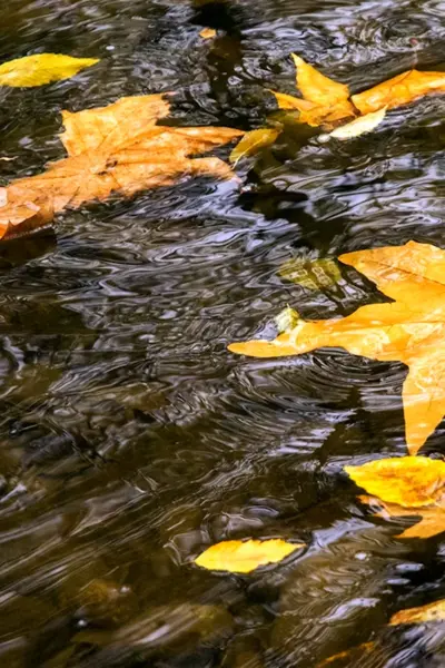 Осенние листья на воде