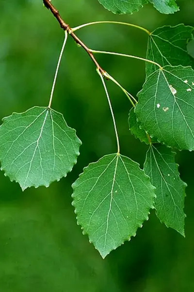 Осина обыкновенная Populus tremula