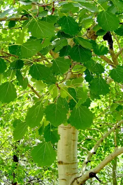 Осина Populus tremula