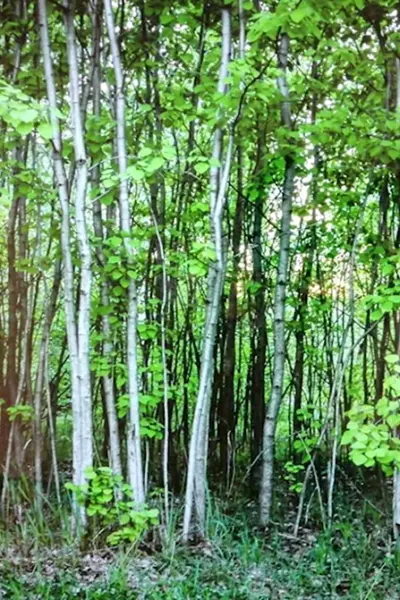 Осиновый лес Курск