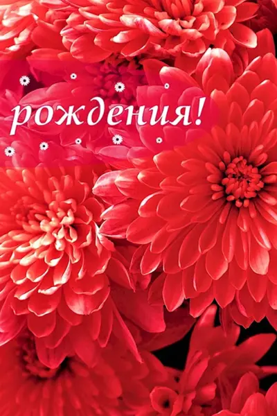 Открытки с днем рождения хризантемы