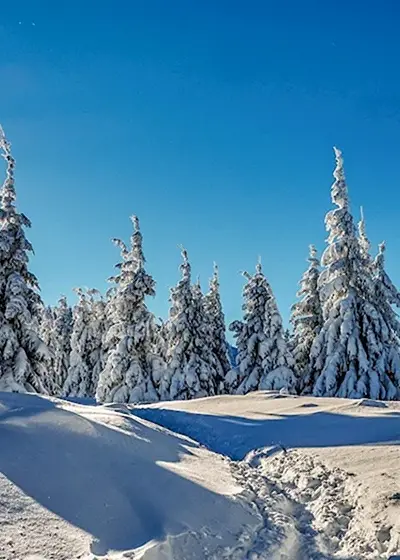 Панорама зимнего леса