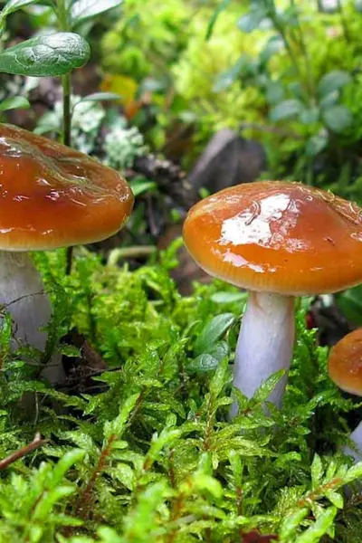Паутинник пачкающий Cortinarius