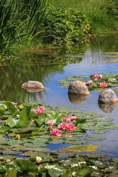 Пейзаж с кувшинками