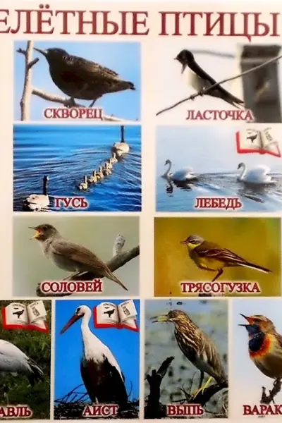 Перелетные птицы Южного Урала