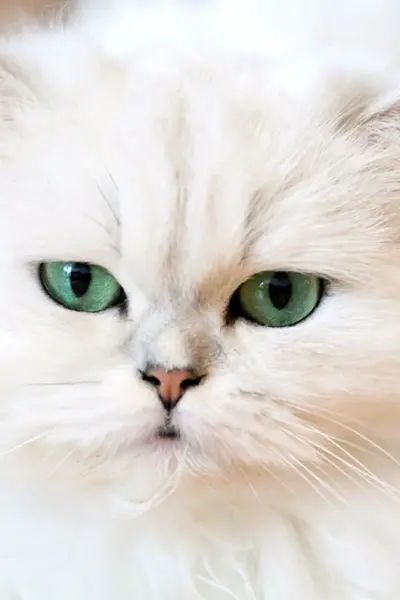 Персидская кошка белая