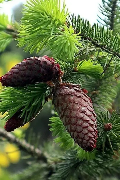 Picea komarovii