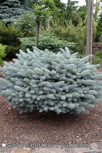 Picea pungens glauca globosa