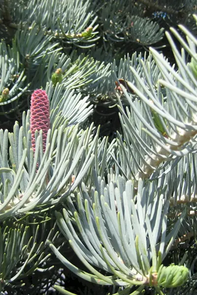 Пихта одноцветная Abies concolor