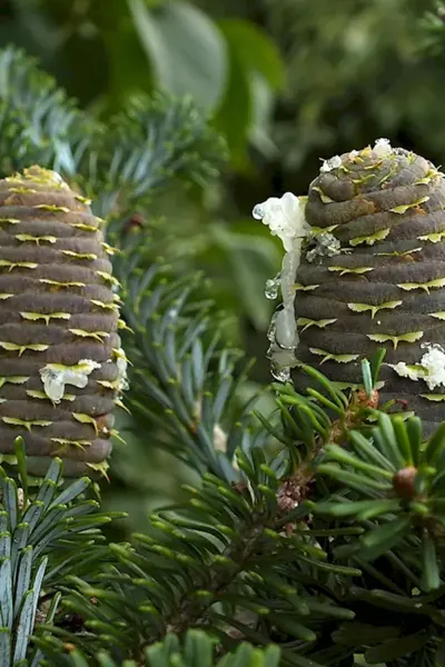 Пихта Сибирская Abies sibirica