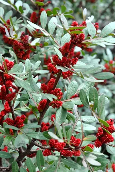 Pistacia lentiscus